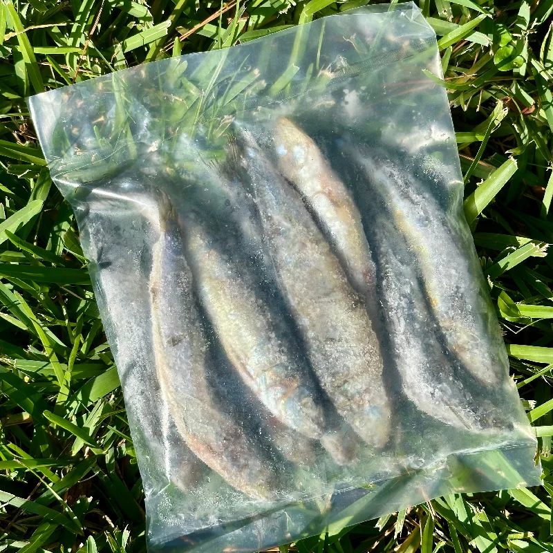 Raw Dog Treats | 16oz Sardines